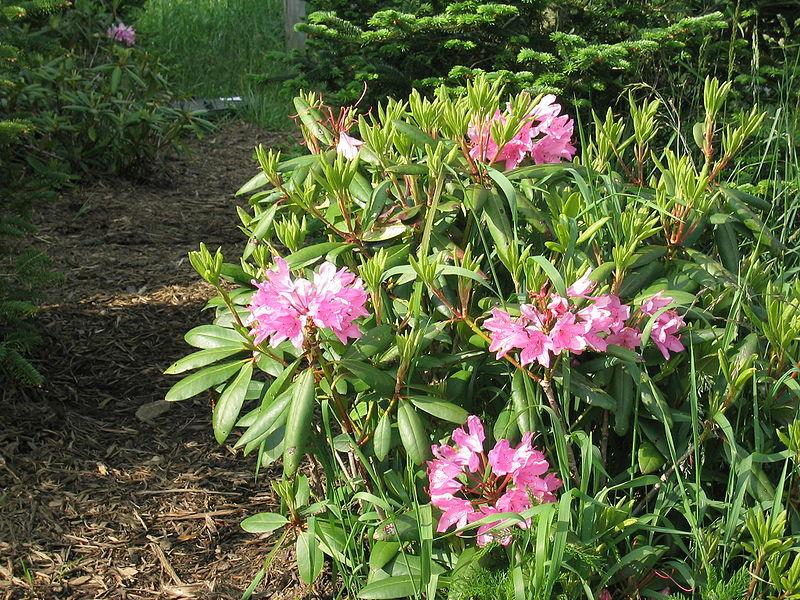 Photo of Catawba Rhododendron (Rhododendron catawbiense) uploaded by Calif_Sue