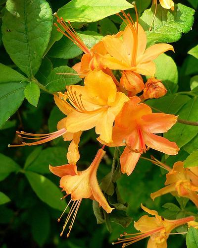 Photo of Flame Azalea (Rhododendron calendulaceum) uploaded by Calif_Sue