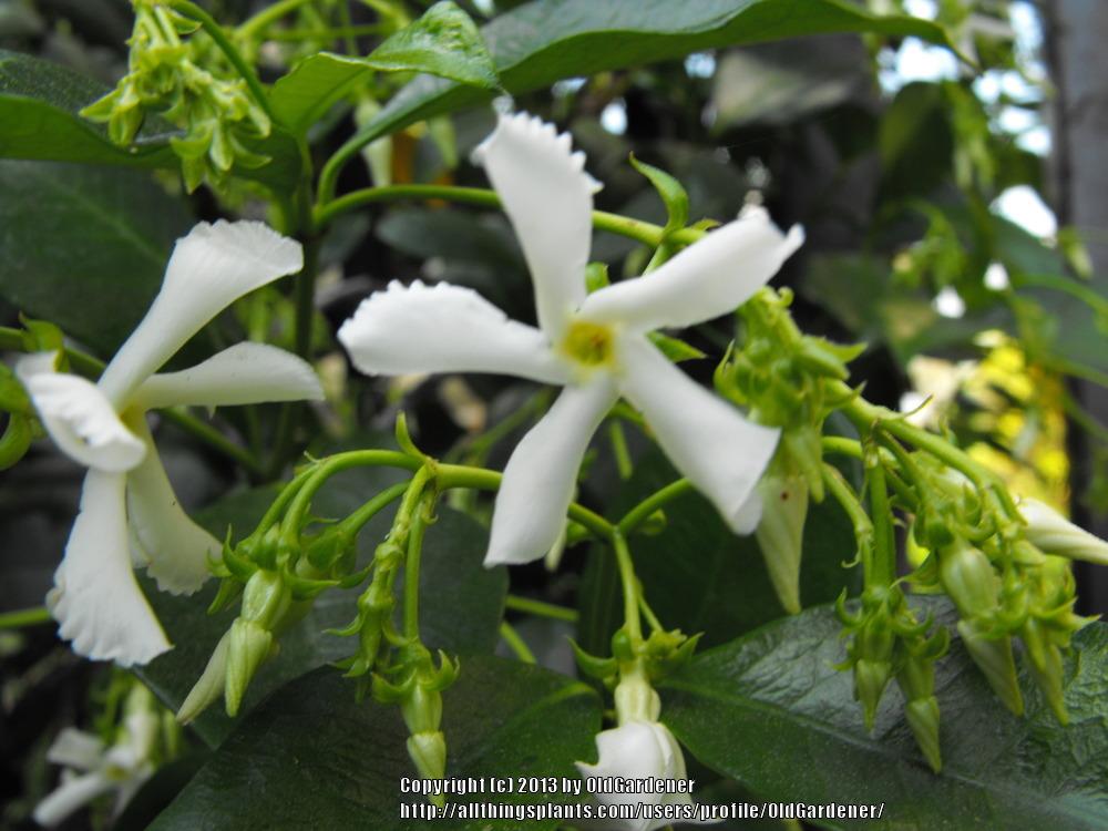 Photo of Star Jasmine (Trachelospermum jasminoides) uploaded by OldGardener