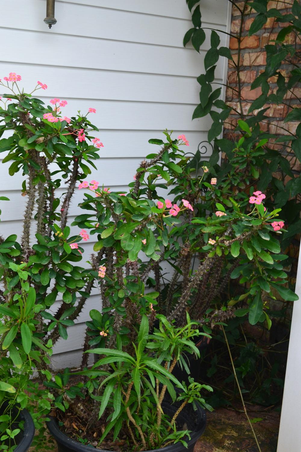 Photo of Crown of Thorns (Euphorbia milii) uploaded by jeri11