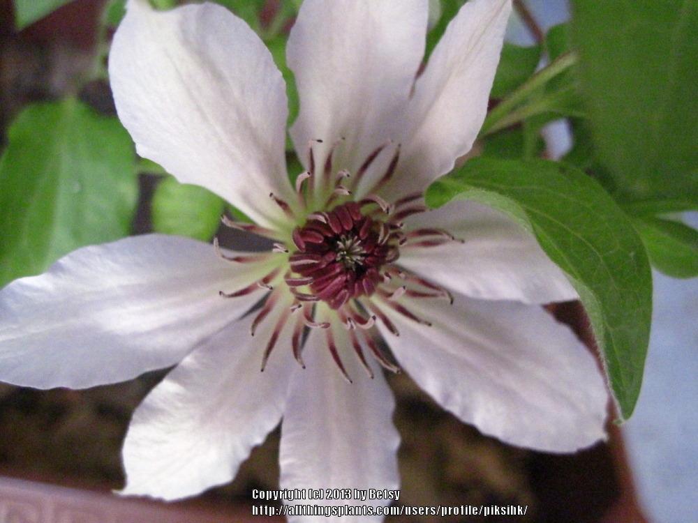 Photo of Clematis uploaded by piksihk