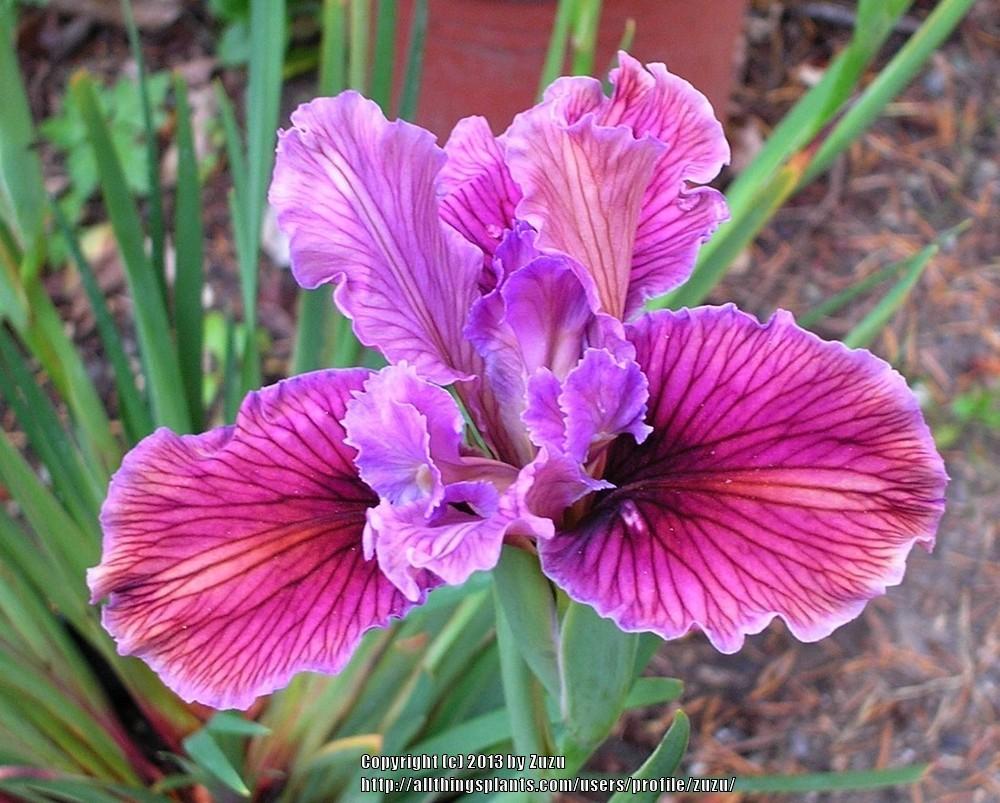 Photo of Irises (Iris) uploaded by zuzu