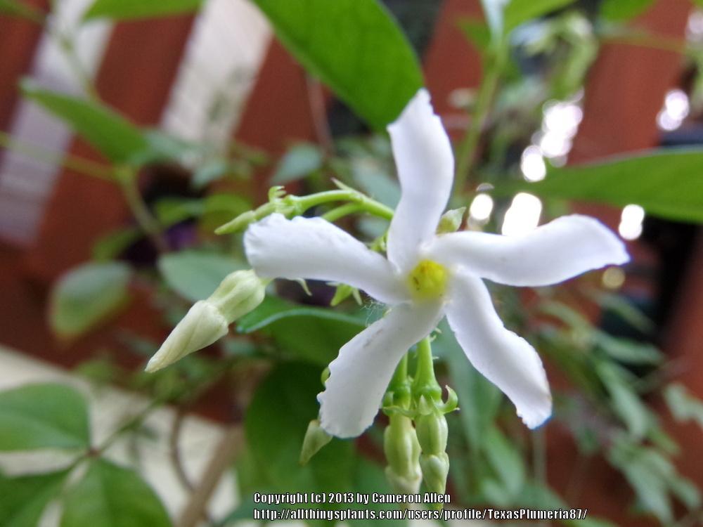 Photo of Star Jasmine (Trachelospermum jasminoides) uploaded by TexasPlumeria87