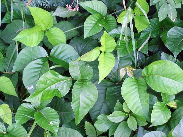 Photo of Poison Ivy (Toxicodendron radicans) uploaded by robertduval14