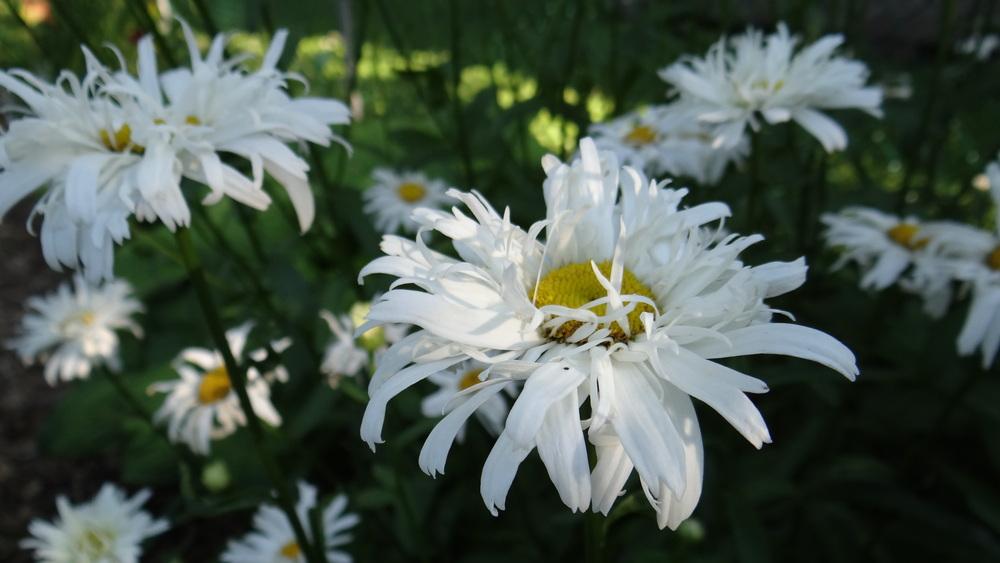 Photo of Shasta Daisy (Leucanthemum x superbum 'Crazy Daisy') uploaded by Tepelus