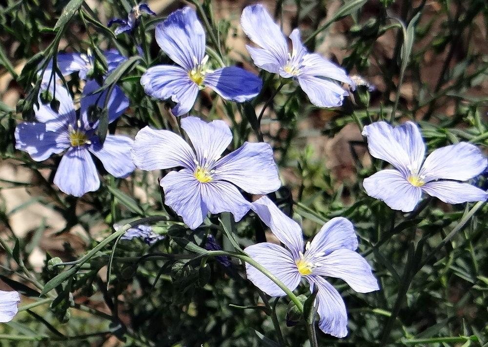 Photo of Blue Flax (Linum perenne) uploaded by stilldew