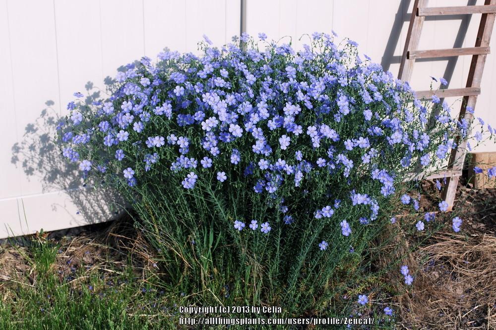 Photo of Blue Flax (Linum perenne) uploaded by Zencat