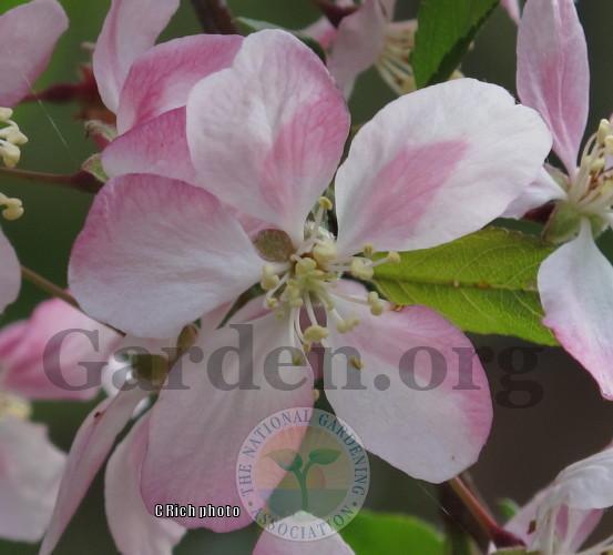Photo of Weeping Crabapple (Malus 'Louisa') uploaded by Char