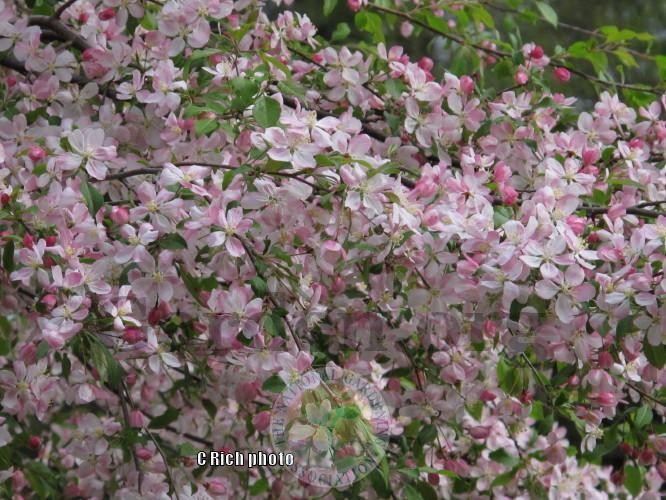 Photo of Weeping Crabapple (Malus 'Louisa') uploaded by Char