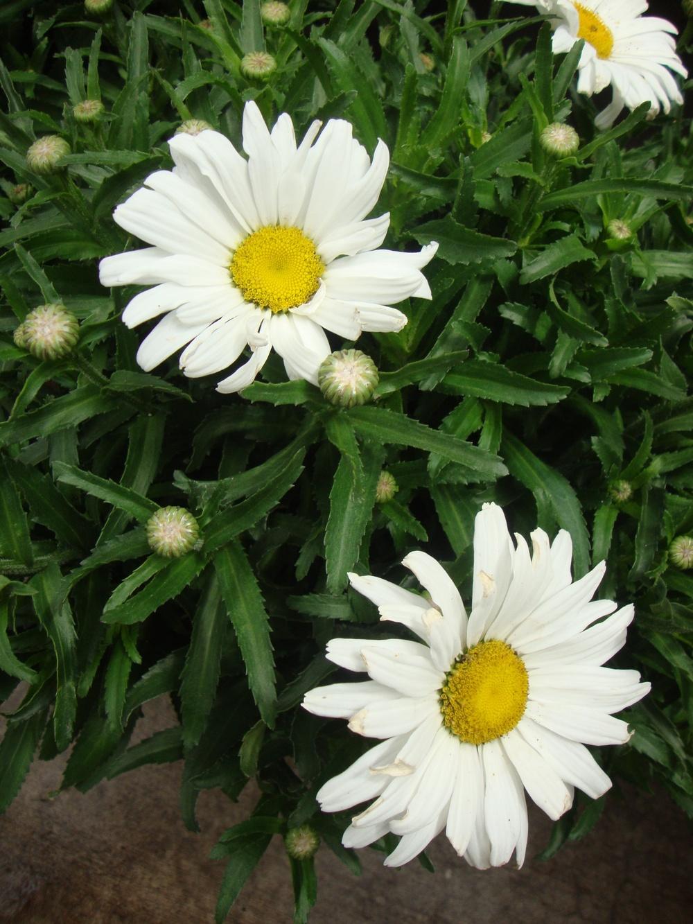 Photo of Shasta Daisy (Leucanthemum x superbum Daisy May®) uploaded by Paul2032