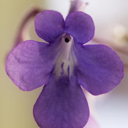 Location: My kitchen window sill
Date: 10 February 2013 at 16:35 p.m.
Close-up of Cape Violet Flower