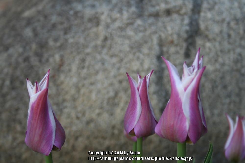 Photo of Lily Flowering Tulip (Tulipa 'Ballade') uploaded by 4susiesjoy