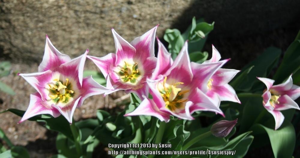 Photo of Lily Flowering Tulip (Tulipa 'Ballade') uploaded by 4susiesjoy