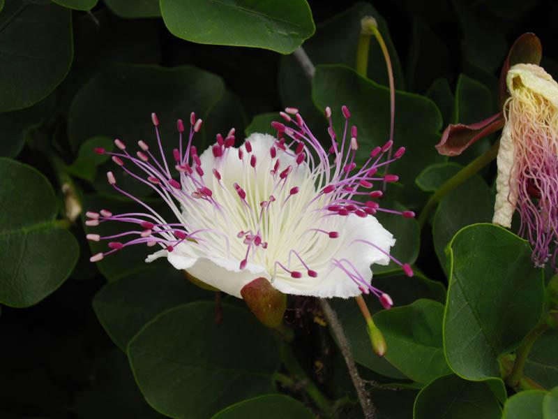Photo of Caper (Capparis spinosa) uploaded by robertduval14