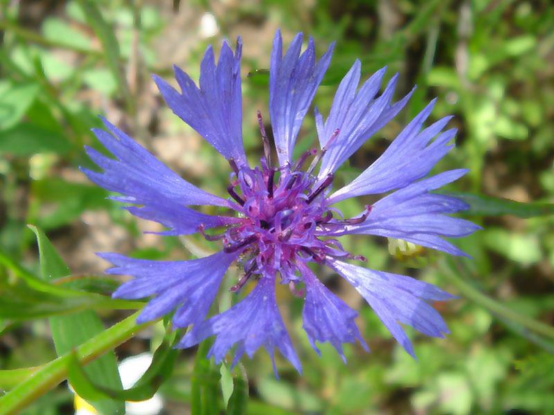Photo of Bachelor's Buttons (Centaurea cyanus) uploaded by robertduval14