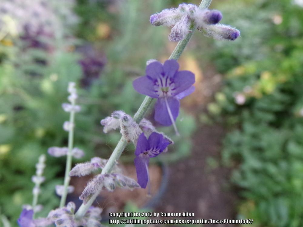 Photo of Russian Sage (Salvia yangii) uploaded by TexasPlumeria87