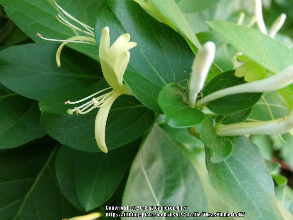 Photo of Japanese Honeysuckle (Lonicera japonica) uploaded by TexasPlumeria87
