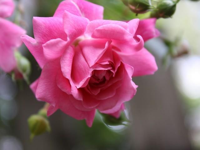 Photo of Roses (Rosa) uploaded by gingin