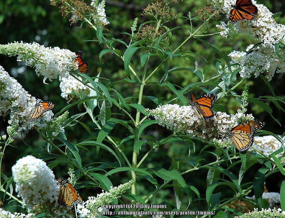 Photo of Butterfly Bush (Buddleja davidii) uploaded by tinpins