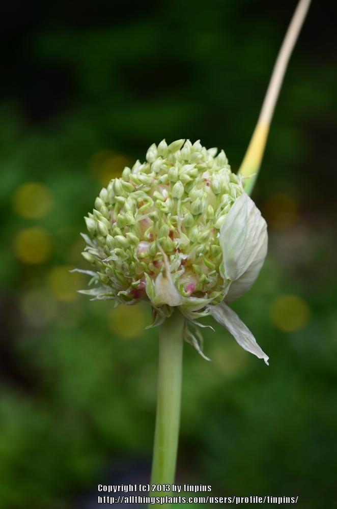 Photo of Garlic (Allium sativum 'Chesnok Red') uploaded by tinpins