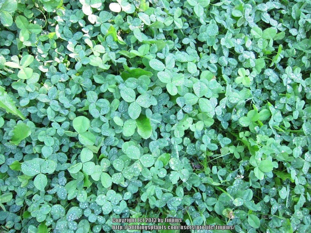 Photo of White Clover (Trifolium repens) uploaded by tinpins