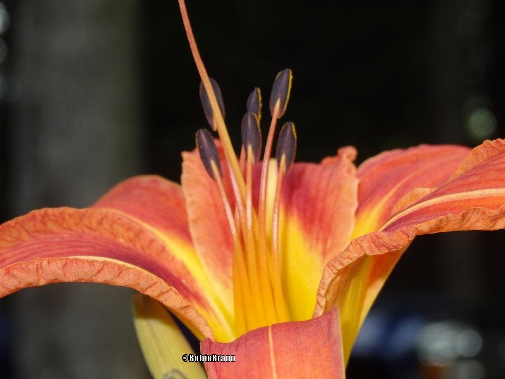 Photo of Daylilies (Hemerocallis) uploaded by arejay59