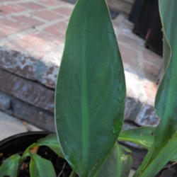 Location: Hidden Hills CA zone 10b
Date: 2013-06-03
'Pink Water Canna'  leaf up close-  28-32 inches tall - up to 10\