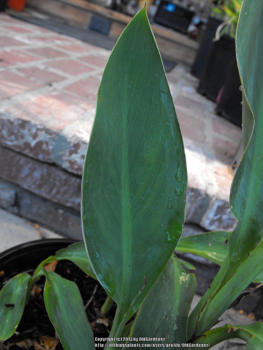 Photo of Cannas (Canna) uploaded by OldGardener