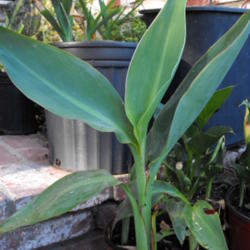 Location: Hidden Hills CA zone 10b
Date: 2013-06-03
'Pink Water Canna' -  28-32 inches tall - up to 10\" deep in wate