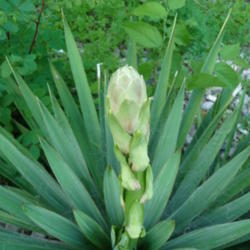 Location: Indiana zone 5
Date: 2013-06-05
newly emerging bloom spike