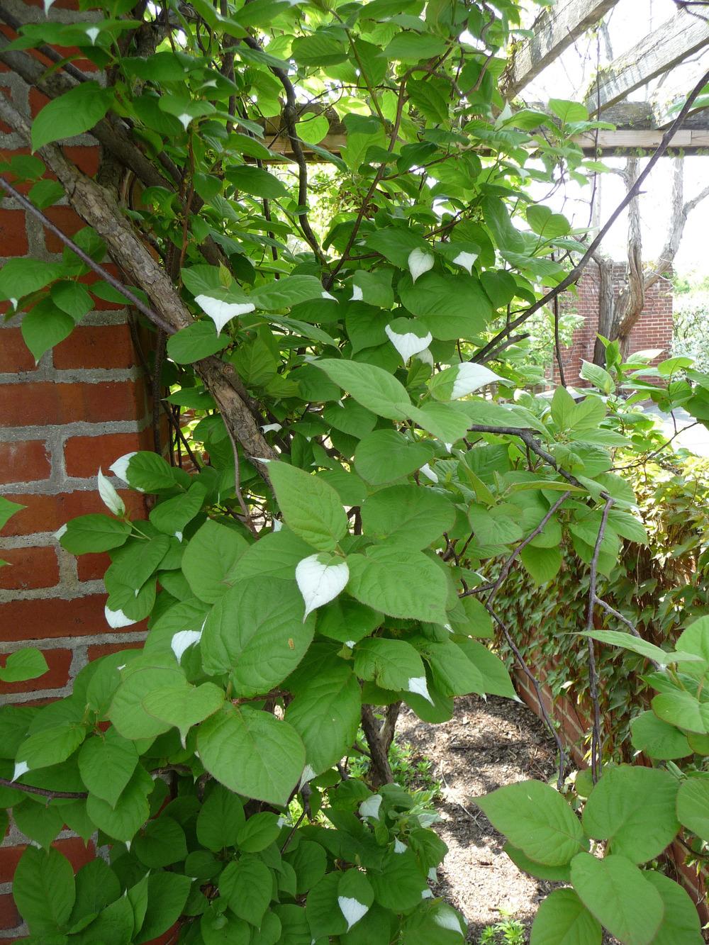 Photo of Kiwi Vine (Actinidia kolomikta) uploaded by gardengus