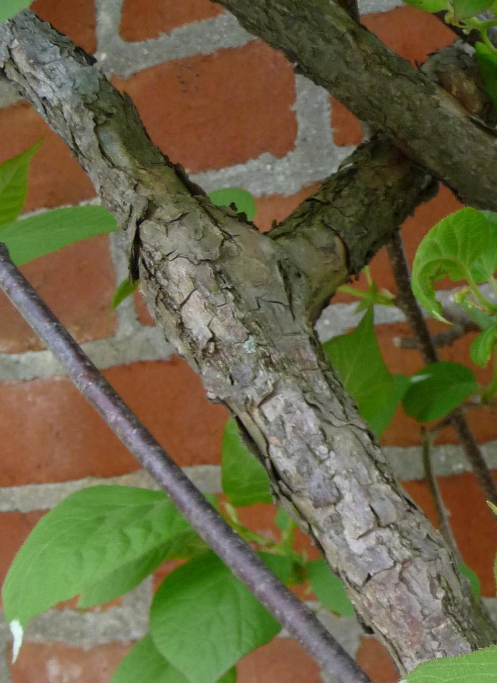 Photo of Kiwi Vine (Actinidia kolomikta) uploaded by gardengus