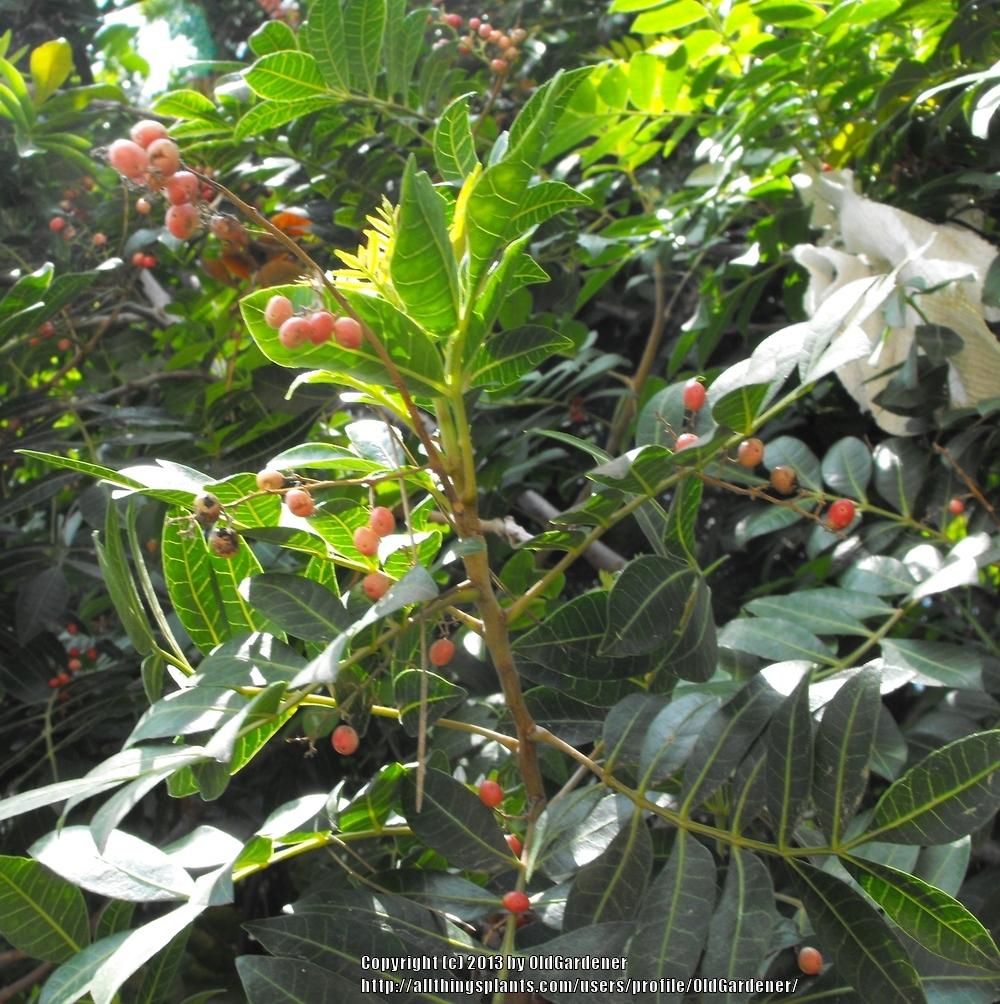Photo of Brazilian Pepper Tree (Schinus terebinthifolia) uploaded by OldGardener