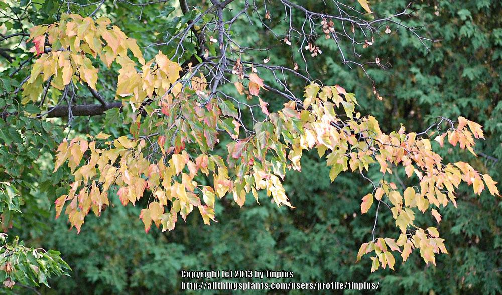 Photo of Vine Maple (Acer circinatum) uploaded by tinpins