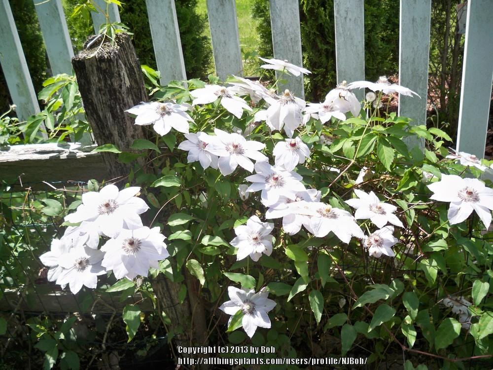 Photo of Clematis uploaded by NJBob
