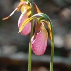 Location: Maine
Date: 2013-05-30
Pink lady's-slipper is the most common lady's-slipper in Maine.