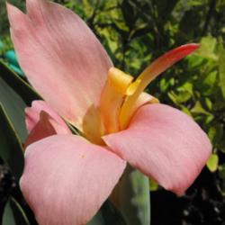 Location: Hidden Hills CA zone 10b
Date: 2013-06-18
Purchased as \"Pink water Canna\".  Photo taken in the afternoon.