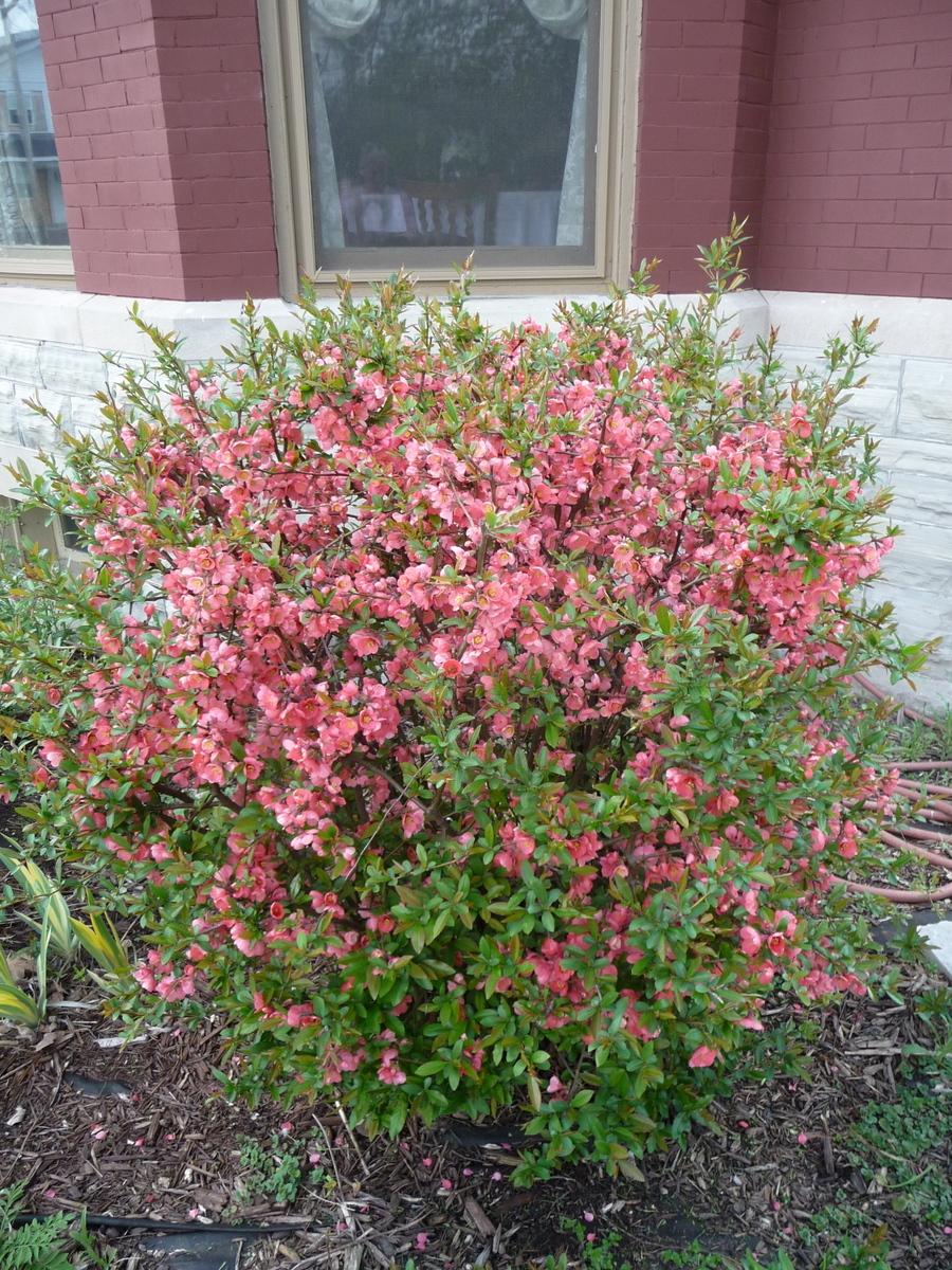 Photo of Flowering Quince (Chaenomeles japonica) uploaded by gardengus