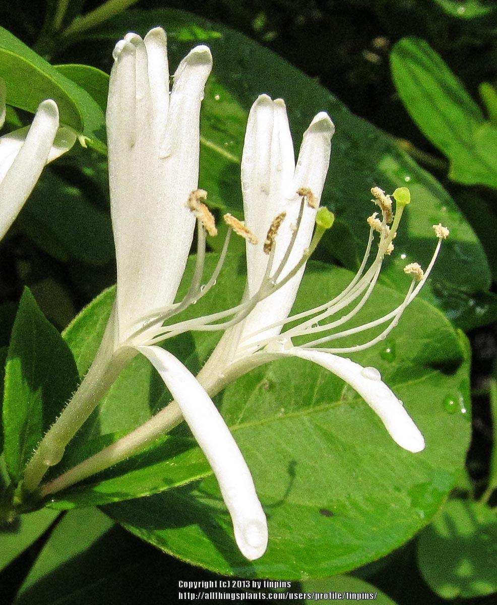 Photo of Japanese Honeysuckle (Lonicera japonica) uploaded by tinpins
