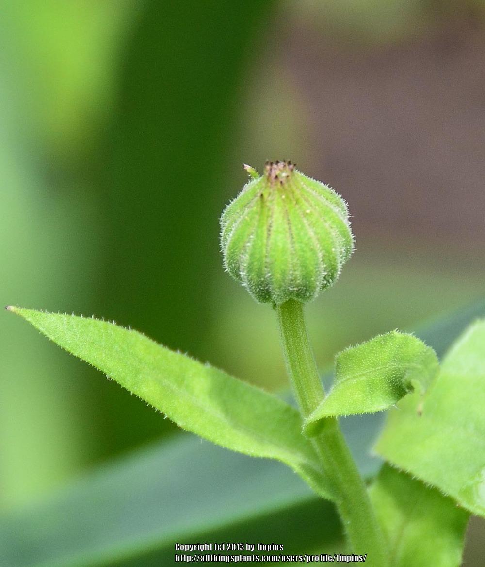 Photo of Pot Marigold (Calendula officinalis) uploaded by tinpins