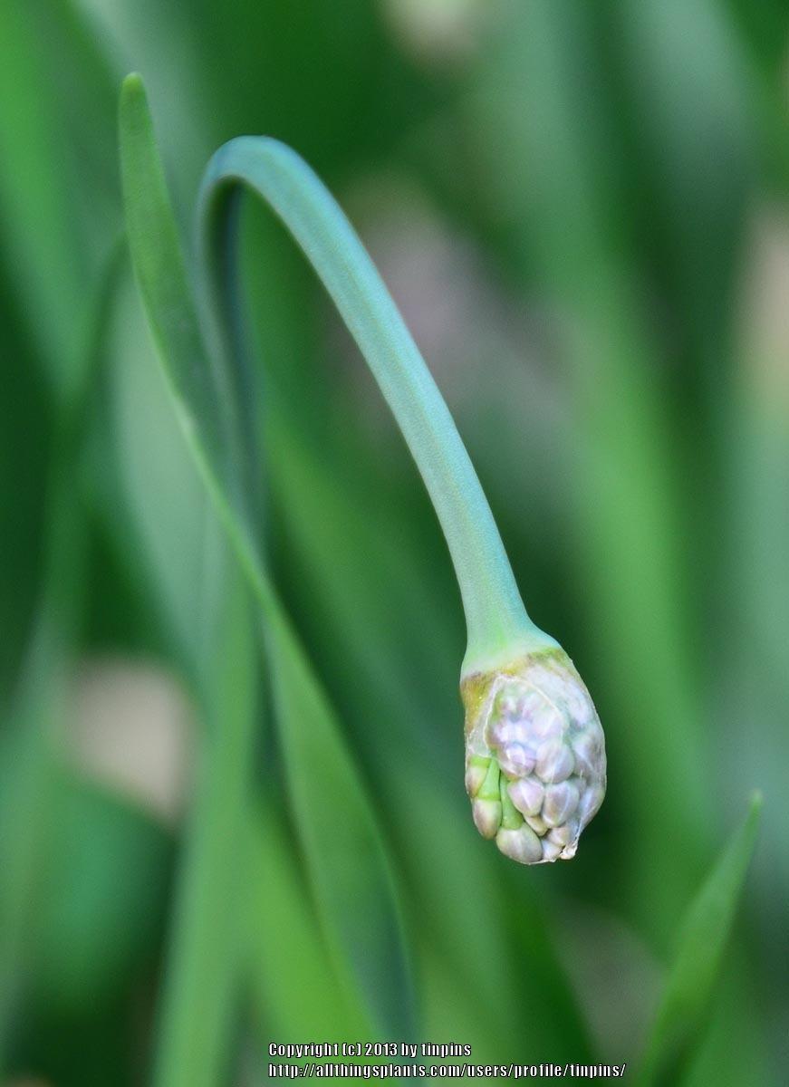 Photo of Garlic Chives (Allium tuberosum) uploaded by tinpins