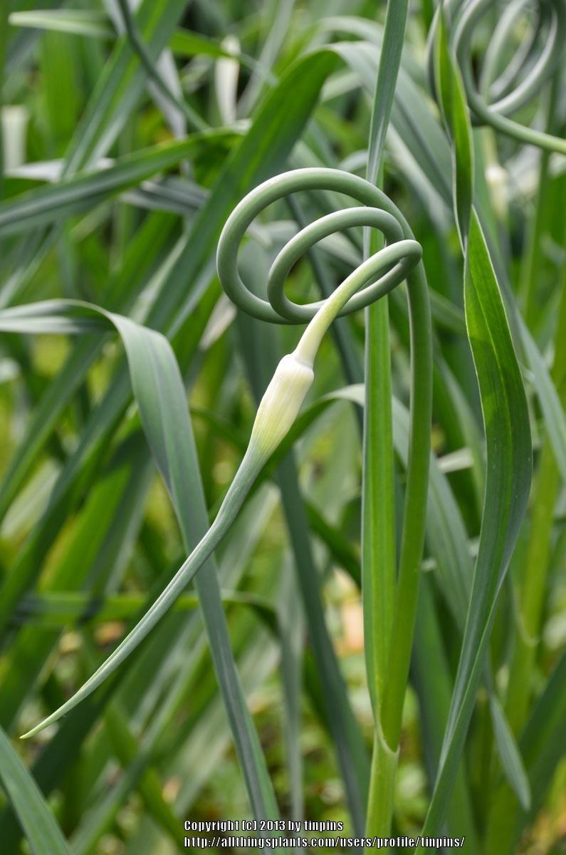 Garlic Plant Care and Collection of Varieties