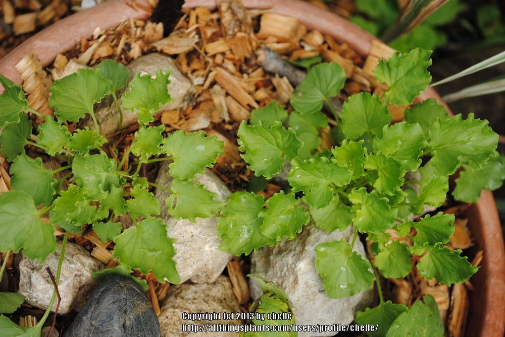 Photo of Carpathian Bellflower (Campanula carpatica) uploaded by chelle