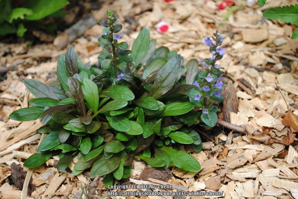 Photo of Bugleweed (Ajuga reptans Chocolate Chip) uploaded by chelle