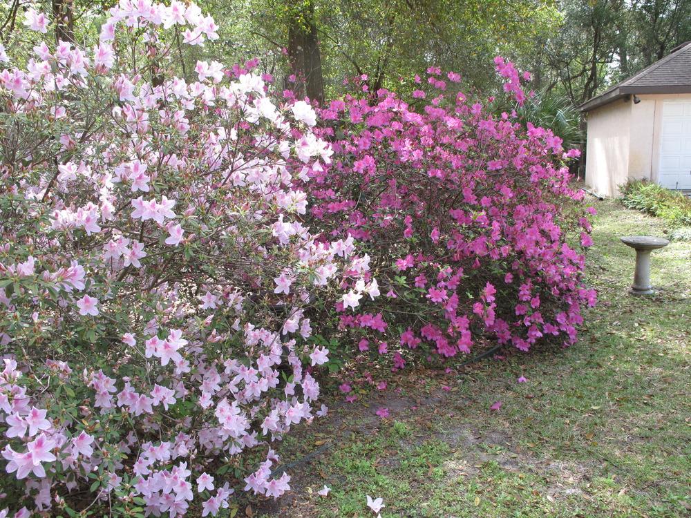Photo of Satsuki Azalea (Rhododendron indicum) uploaded by rocklady