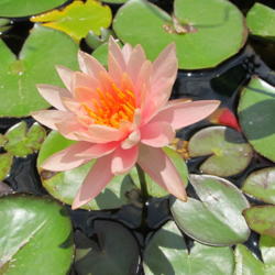 Location: Tucson, AZ
Date: 2013-06-30
Colorado Hardy Waterlily; Red splotches on leaves; flowers on a t