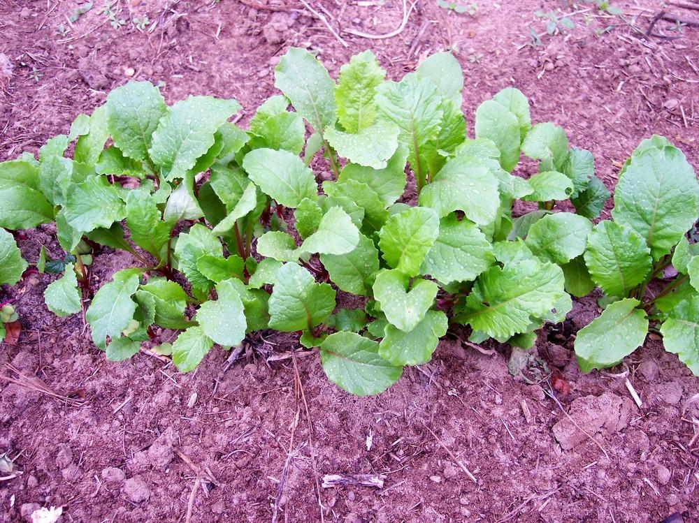 Photo of Turnip (Brassica rapa subsp. rapa 'Red Round') uploaded by farmerdill