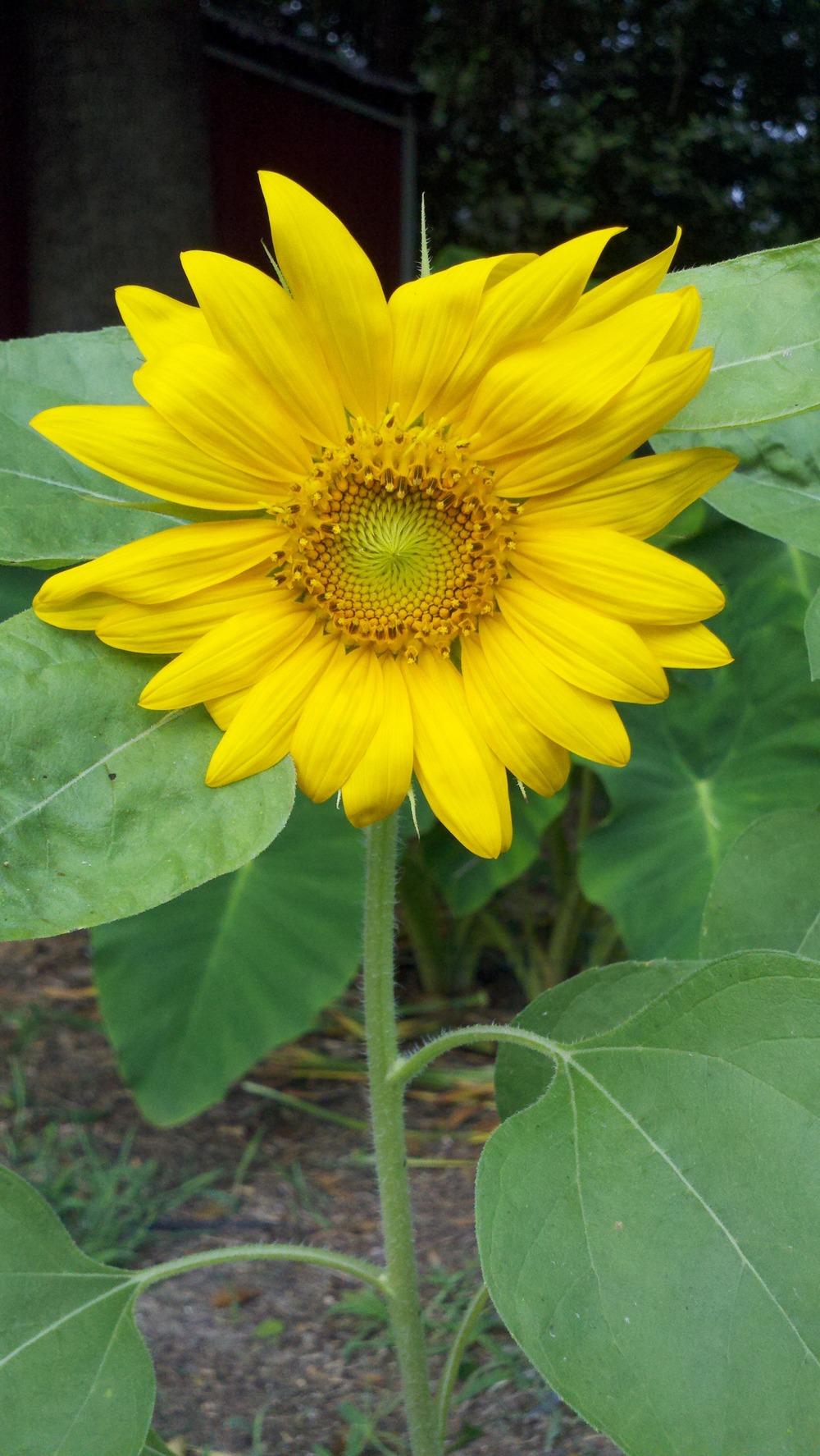 Photo of Sunflowers (Helianthus annuus) uploaded by sarahbugw