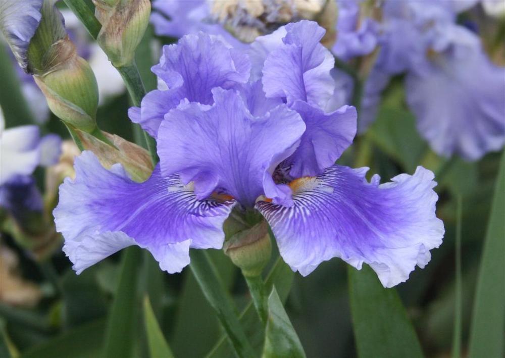 Photo of Tall Bearded Iris (Iris 'Money in Your Pocket') uploaded by KentPfeiffer