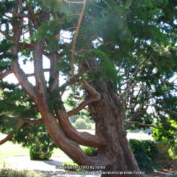 Location: At the Filoli gardens - Woodside, CA
Date: 2013-07-06
Lovely false cypress